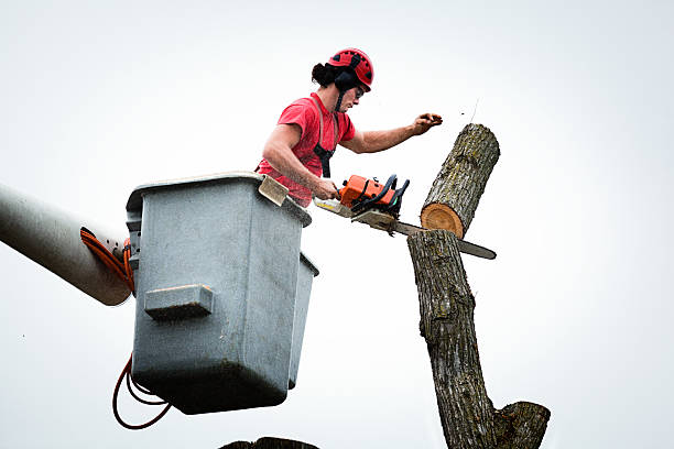 Best Storm Damage Tree Cleanup  in Montebello, NY